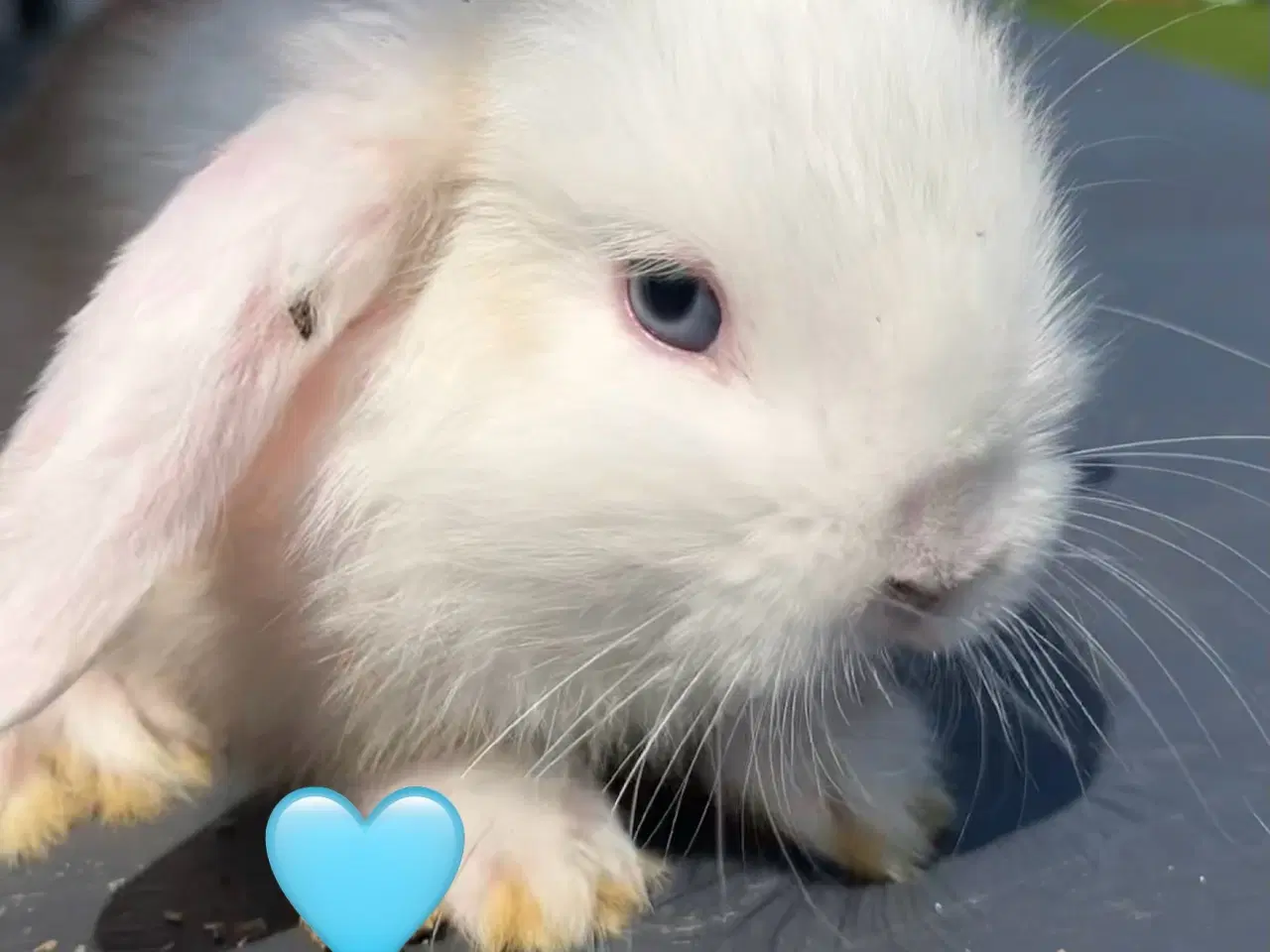 Billede 13 - Mini lop med afkomsattest 