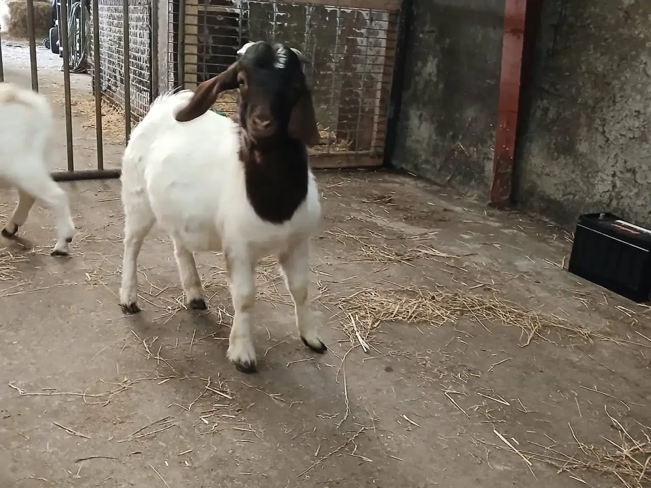 Billede 3 - Boerbukke sælges