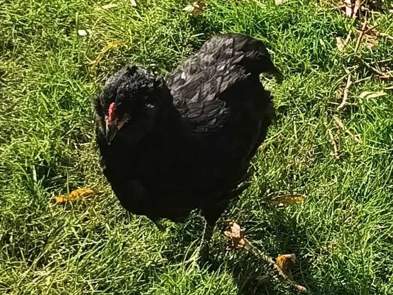 Billede 2 - Araucana hane