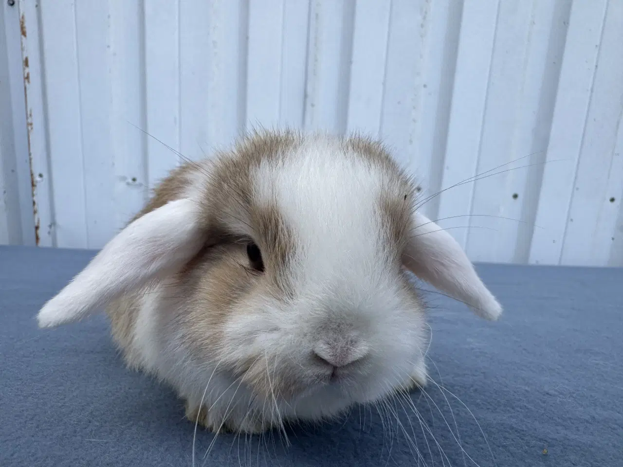 Billede 1 - Mini lop hankanin