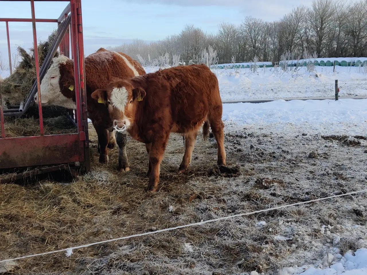 Billede 2 - Simmental tyrekalv sælges