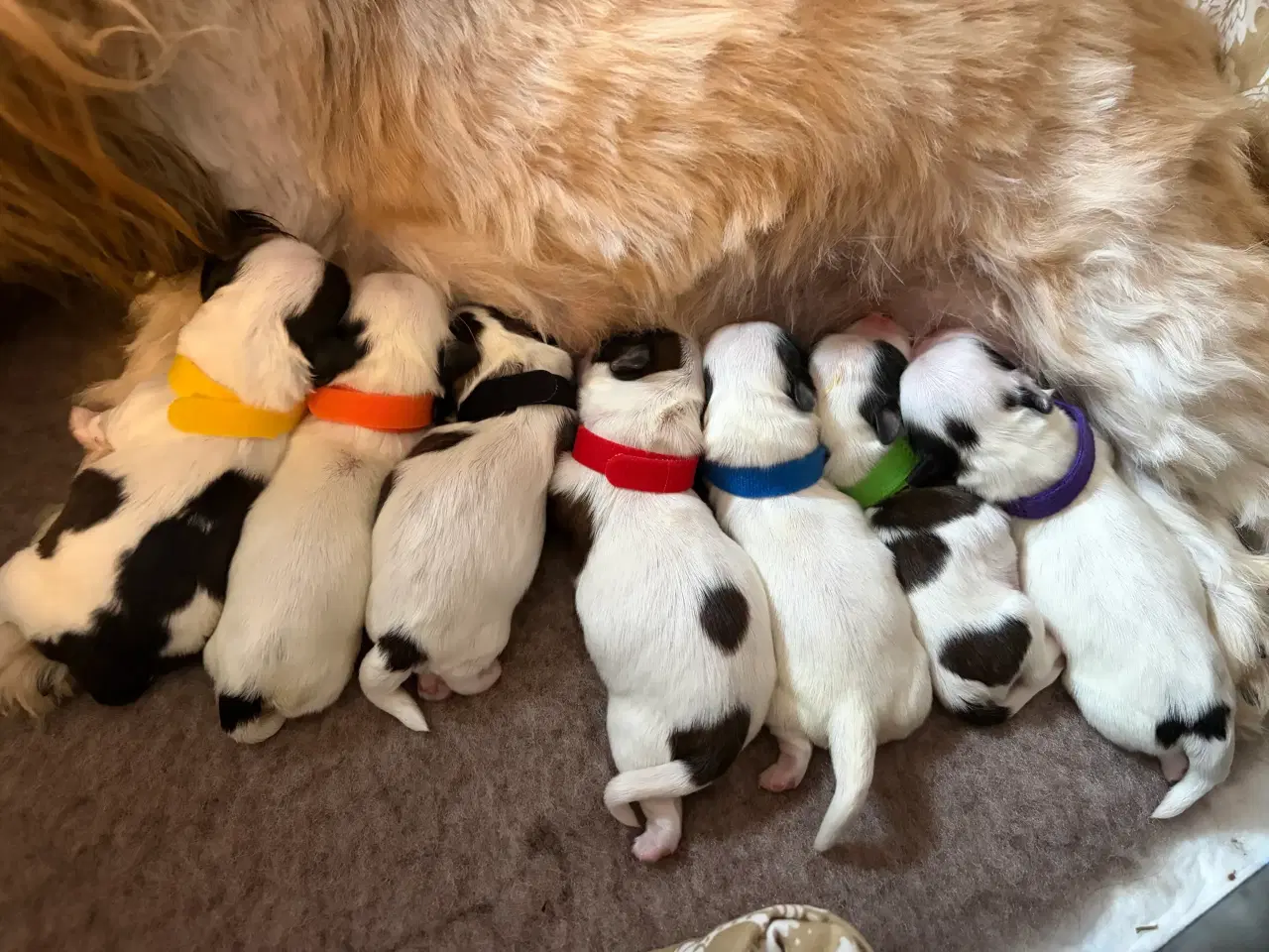 Billede 2 - Boomer (Shih Tzu / Malteser)