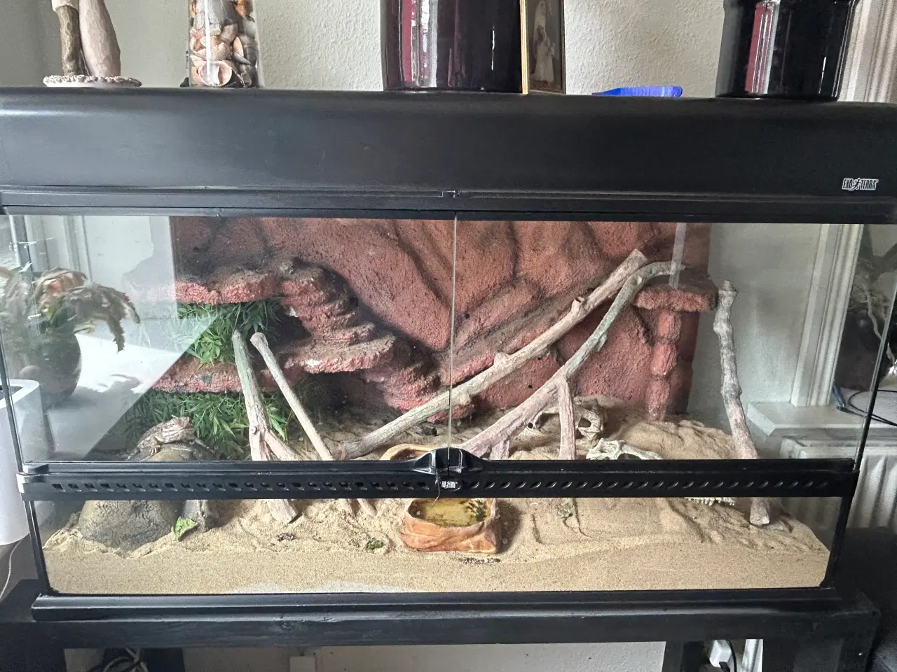 Billede 5 - Dværg skægagame med terrarium og tilbehør