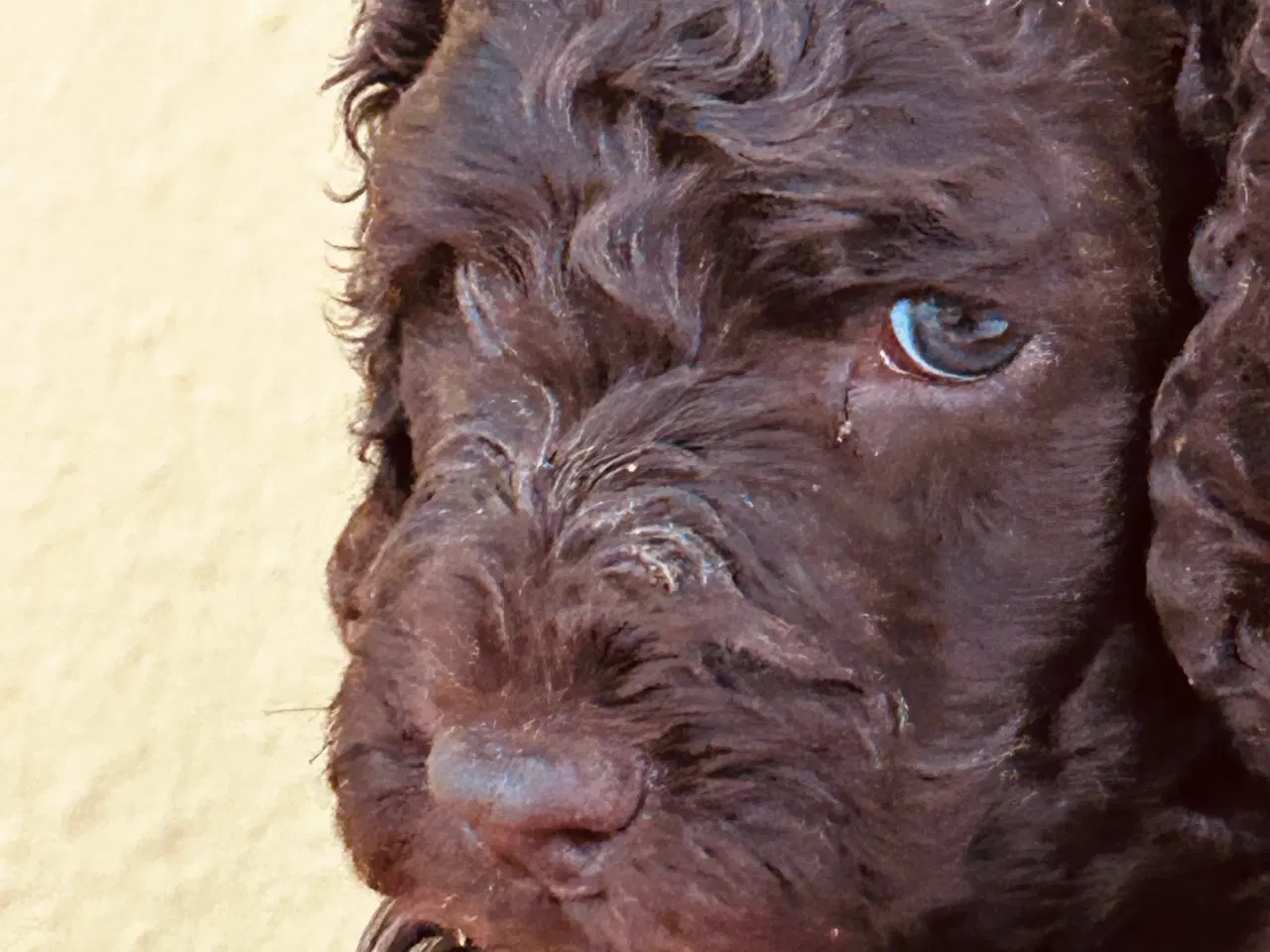 Billede 5 - Hundehvalp Cockerpoo 5 uger 
