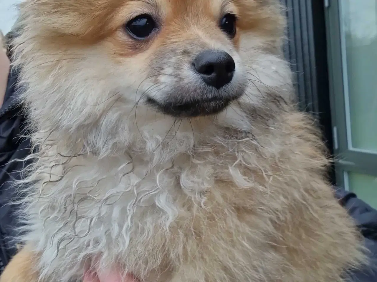 Billede 1 - Humørglade lille fyr søger sin familie