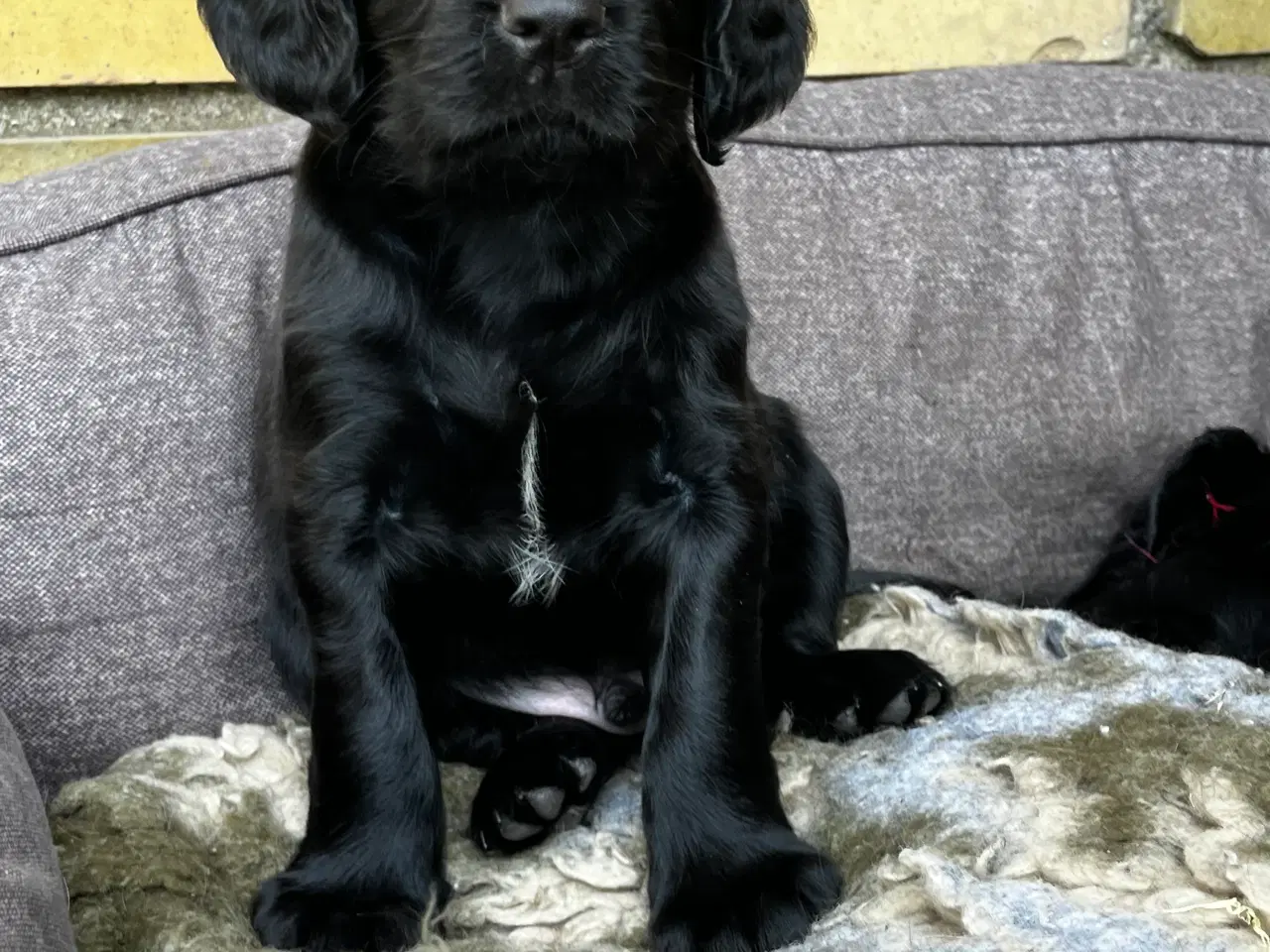 Billede 5 - FT Cocker Spaniel hvalpe