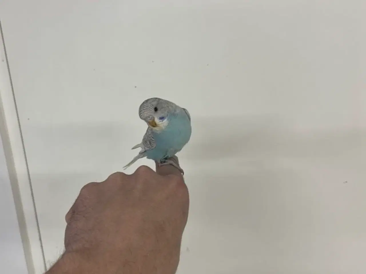 Billede 6 - Håndterede unger