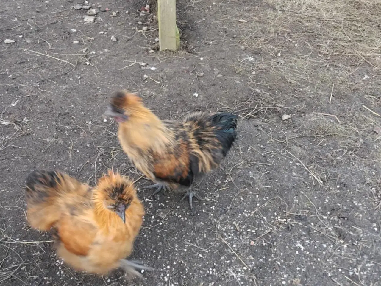 Billede 1 - Dværge silke haner 