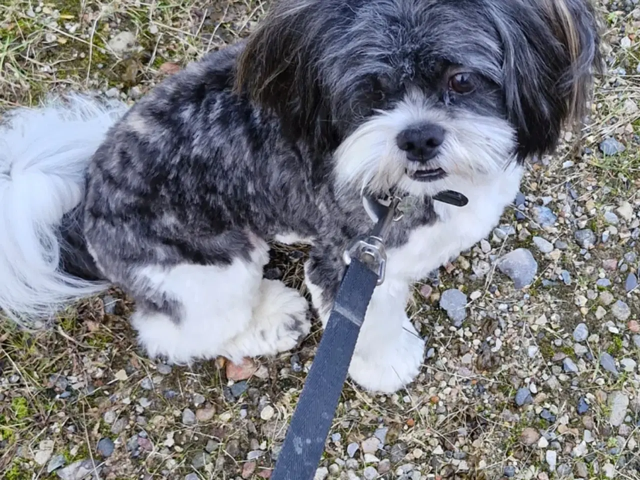 Billede 4 - Lhaso Apso tilbyder parring