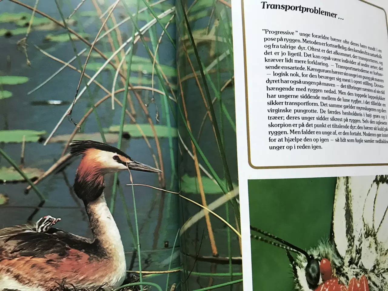 Billede 7 - 4 stk. Naturårsbøger