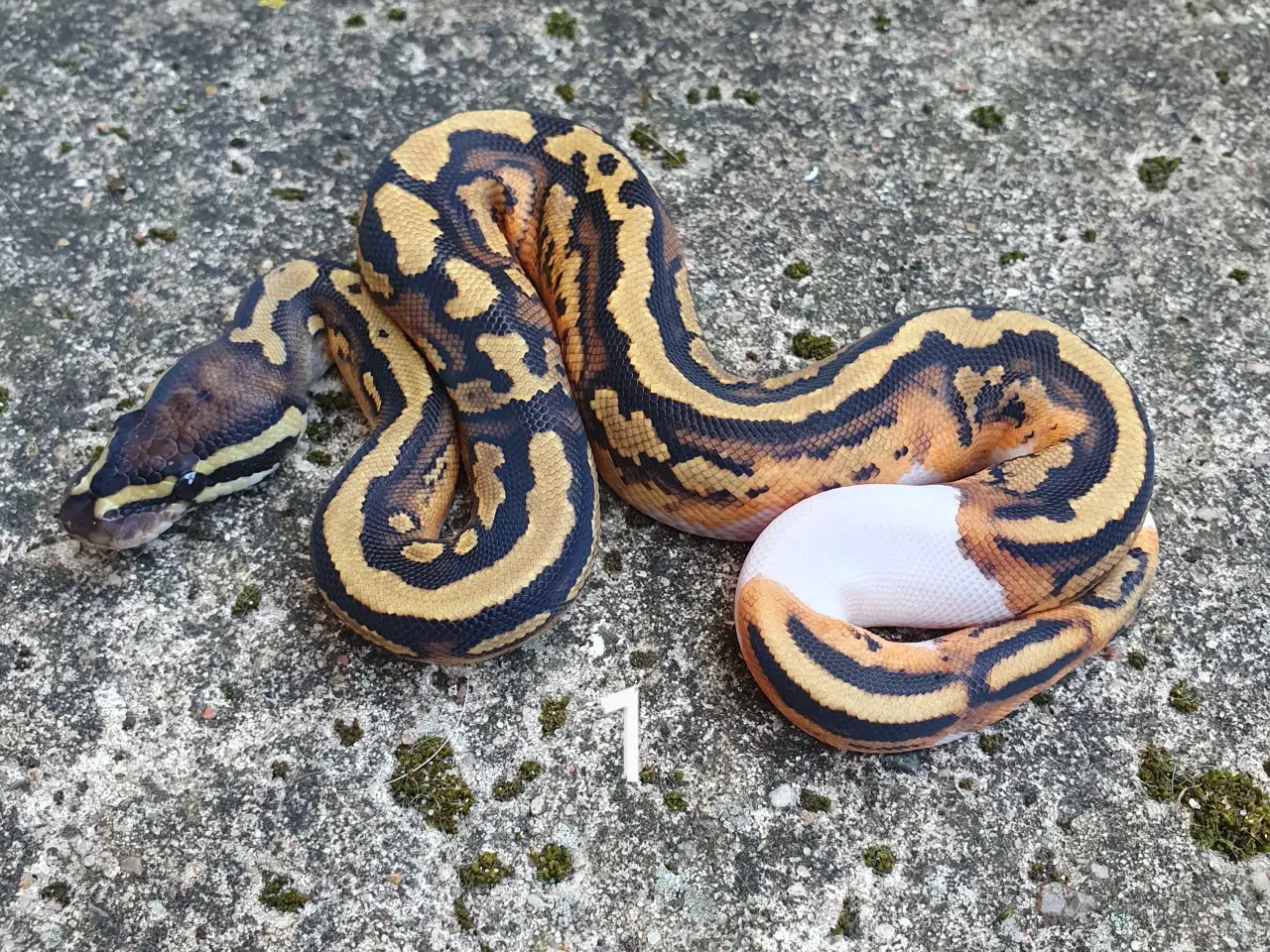 Billede 15 - Pied kongepythons. Opdateret.