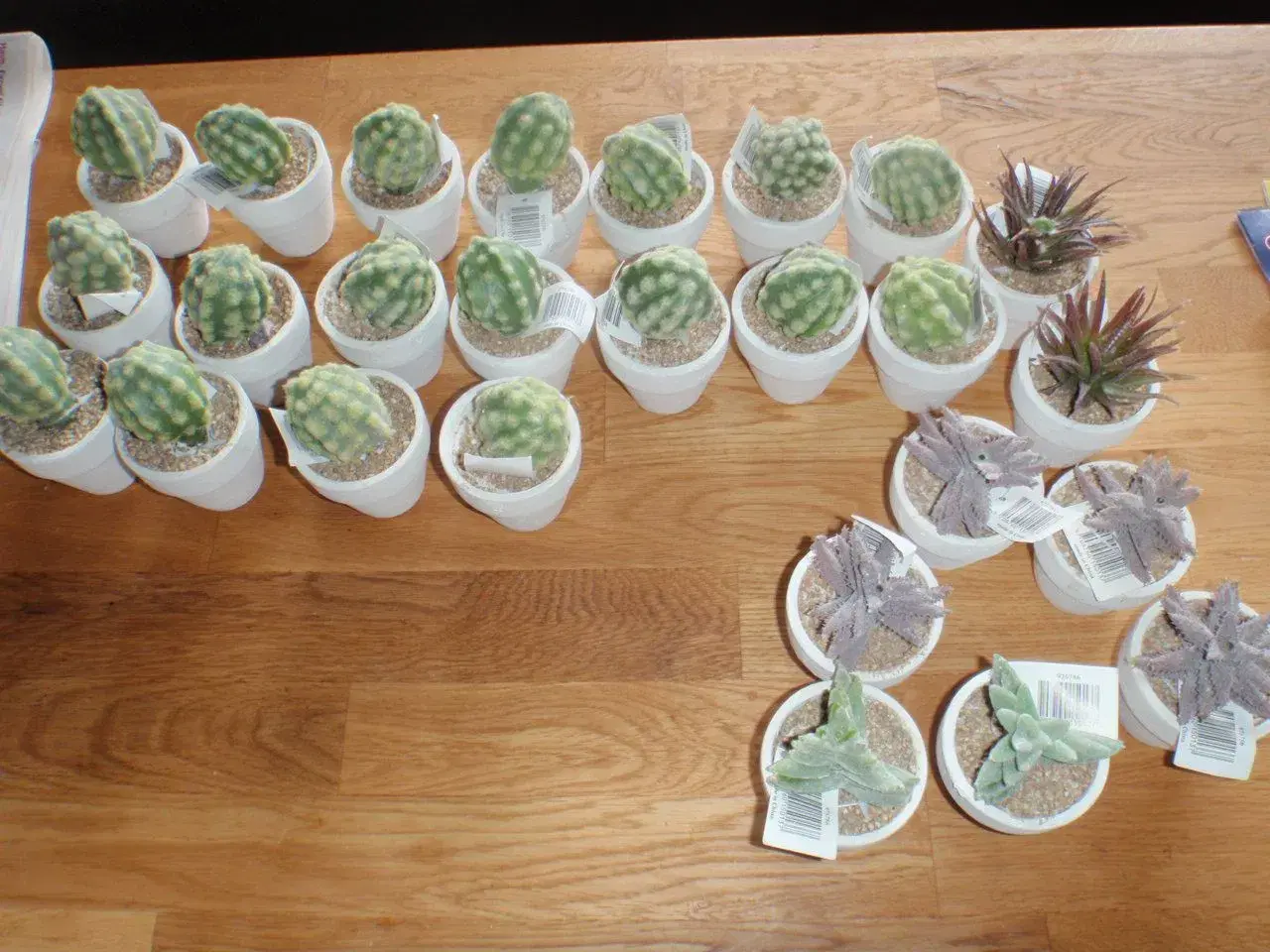 Billede 6 - Kunstige kaktusser