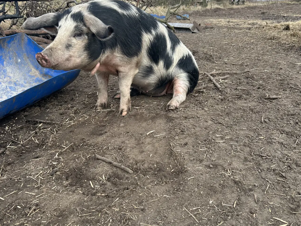 Billede 2 - Sort broget dansk landrace