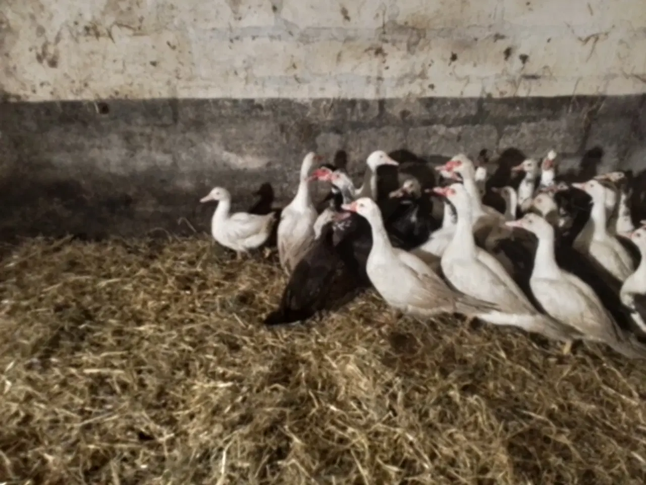 Billede 2 - Moskusænder