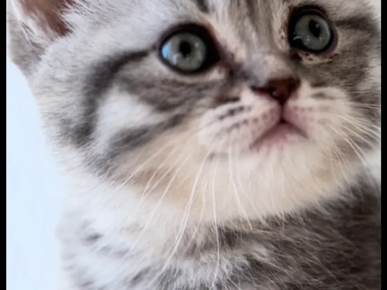 Billede 5 - British Shorthair 