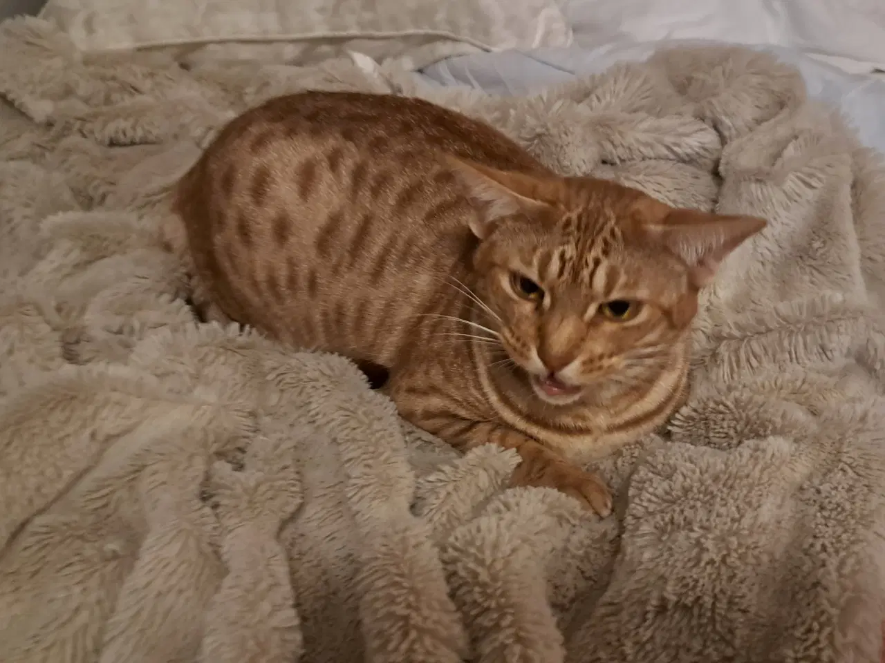 Billede 7 - Ocicatte søger nyt hjem