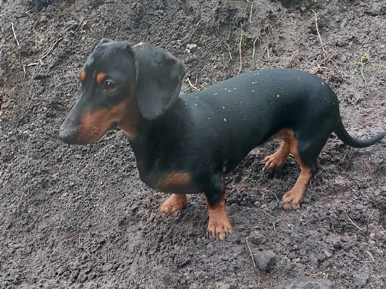 Billede 1 - KØBES hanhvalp