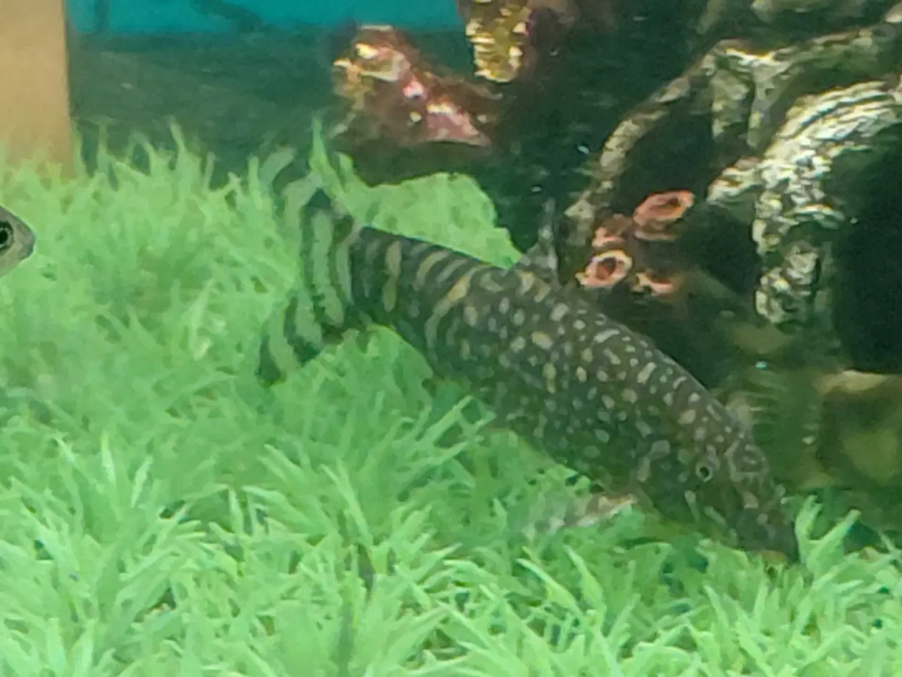 Billede 5 - Smerling