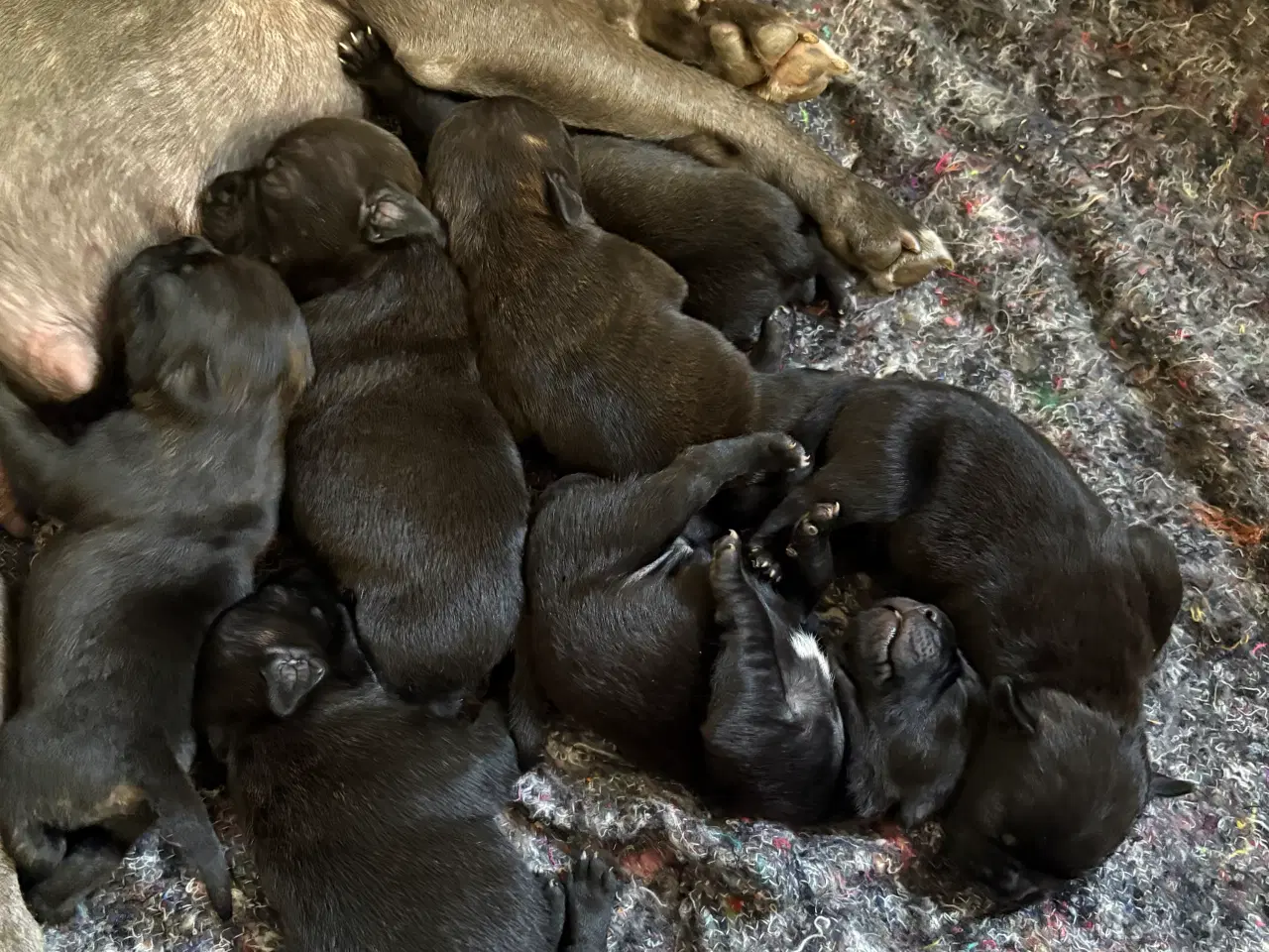 Billede 2 - Engelsk Staffordshire bull terrier 