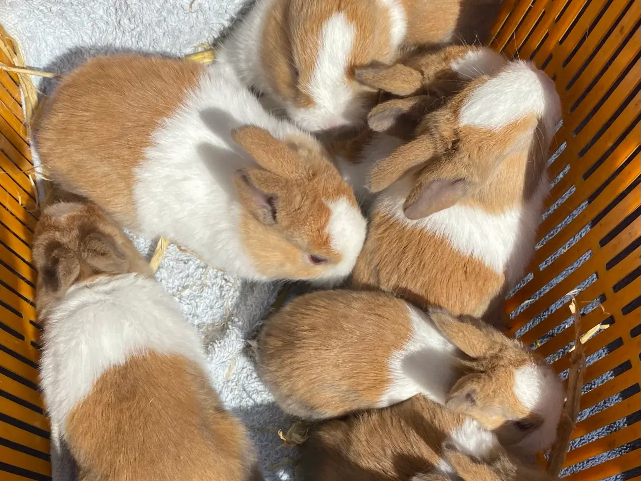 Billede 8 - AVLSKLAR HOLLÆNDER HAN MADAGASCAR