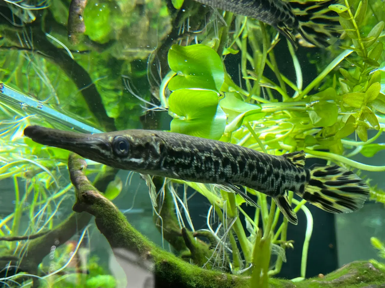 Billede 3 - Juvenil Alligator Gar (Atractosteus spatula)