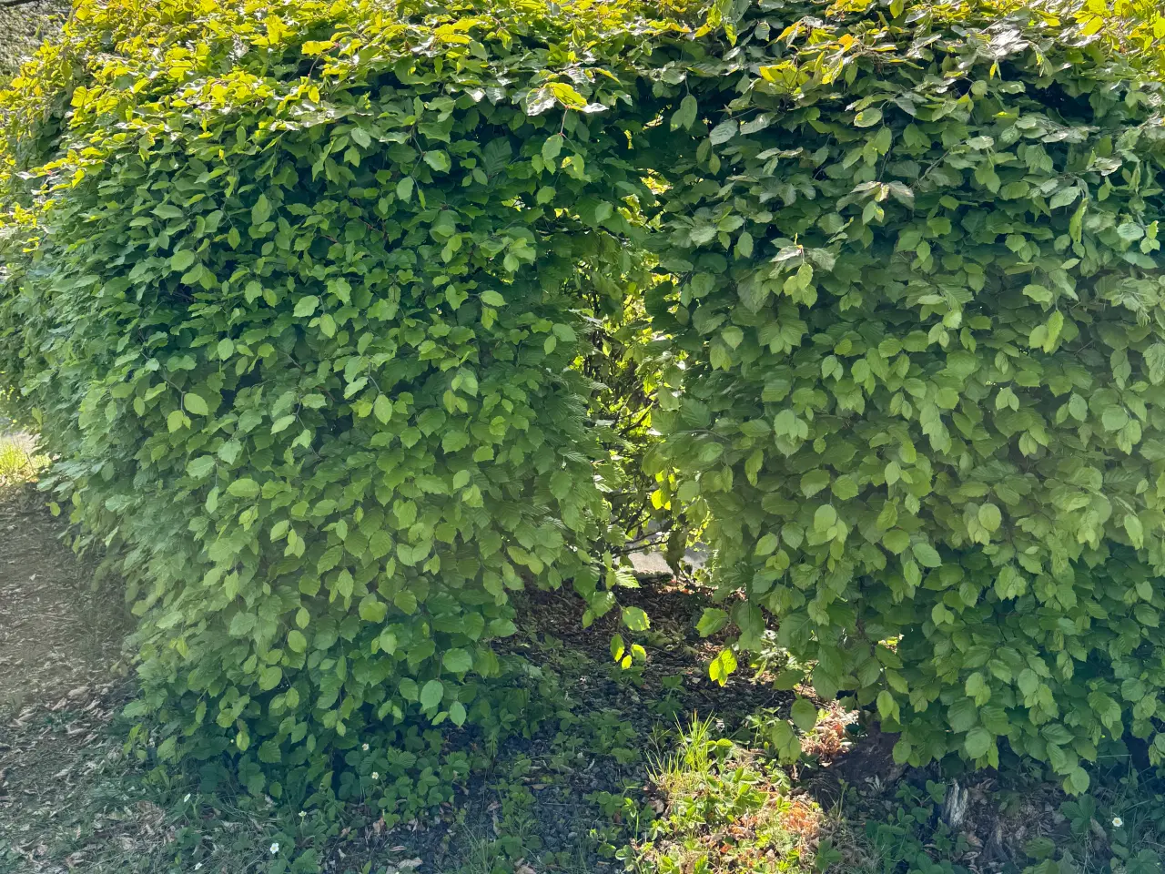 Billede 7 - Gratis planter