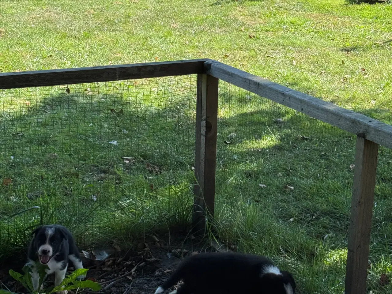 Billede 4 - Border Collie hvalpe
