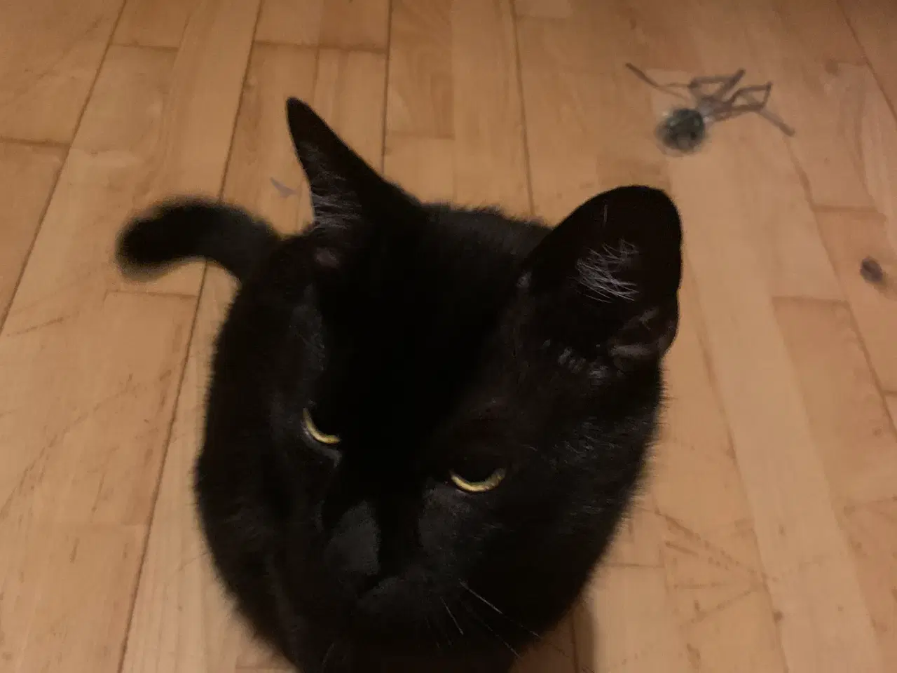 Billede 3 - Hankatten Panter🐾