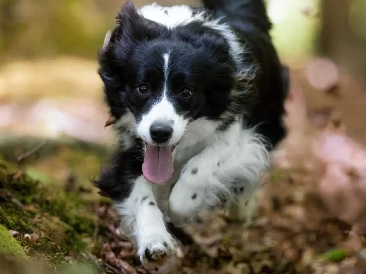 Billede 8 - Border collie hvalpe med stamtavle og gode linjer