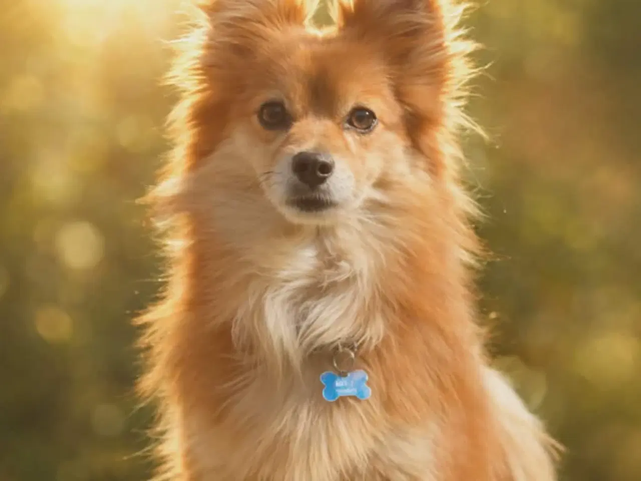 Billede 2 - Pomeranian bl.