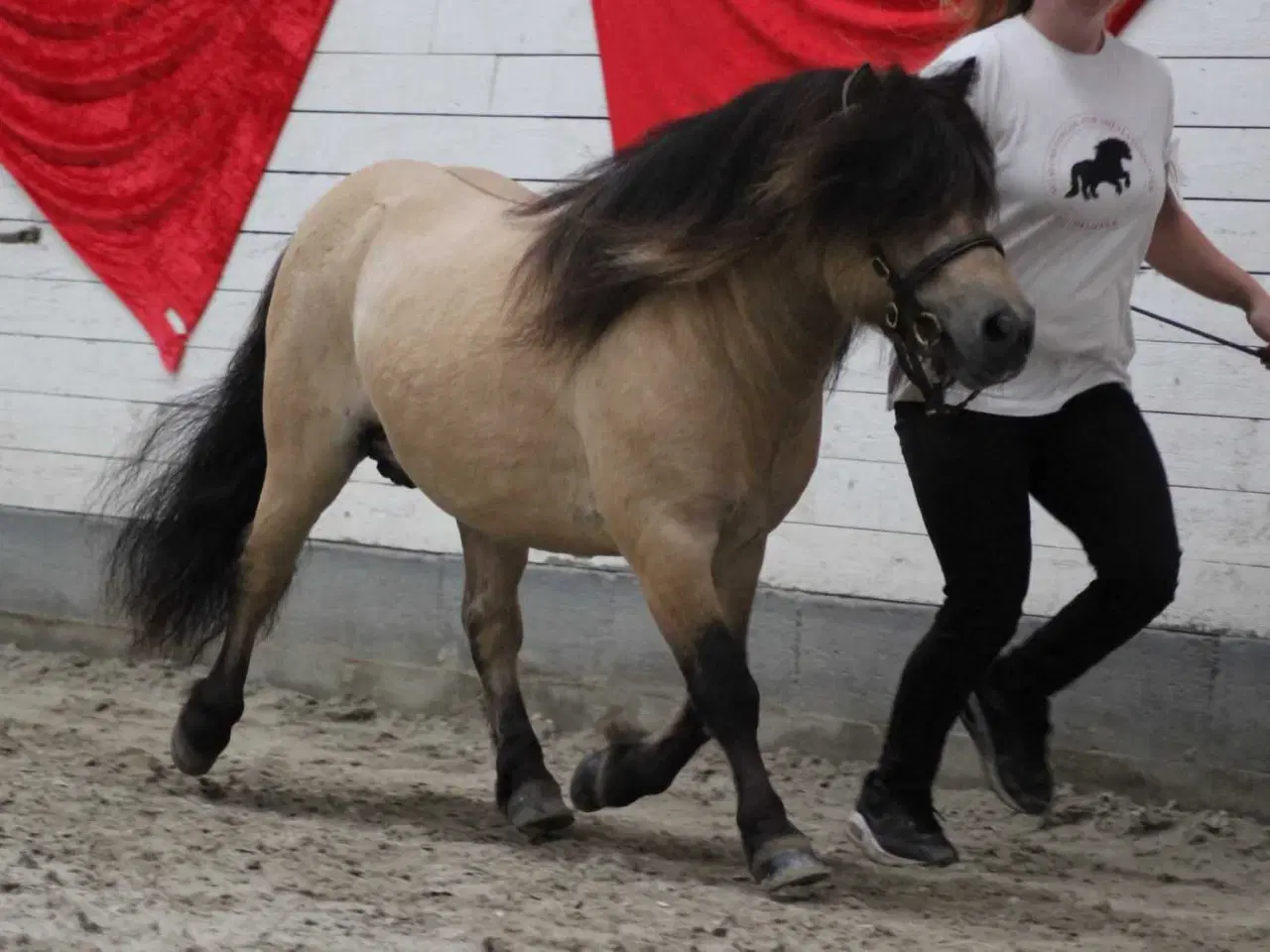 Billede 1 - Bedækning hos sjælden farve hingst