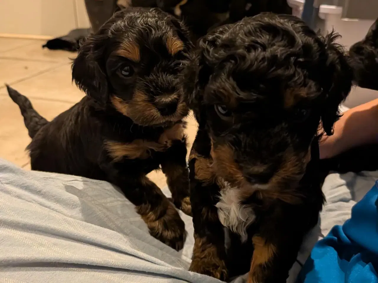 Billede 1 - Springer Doodle hvalpe