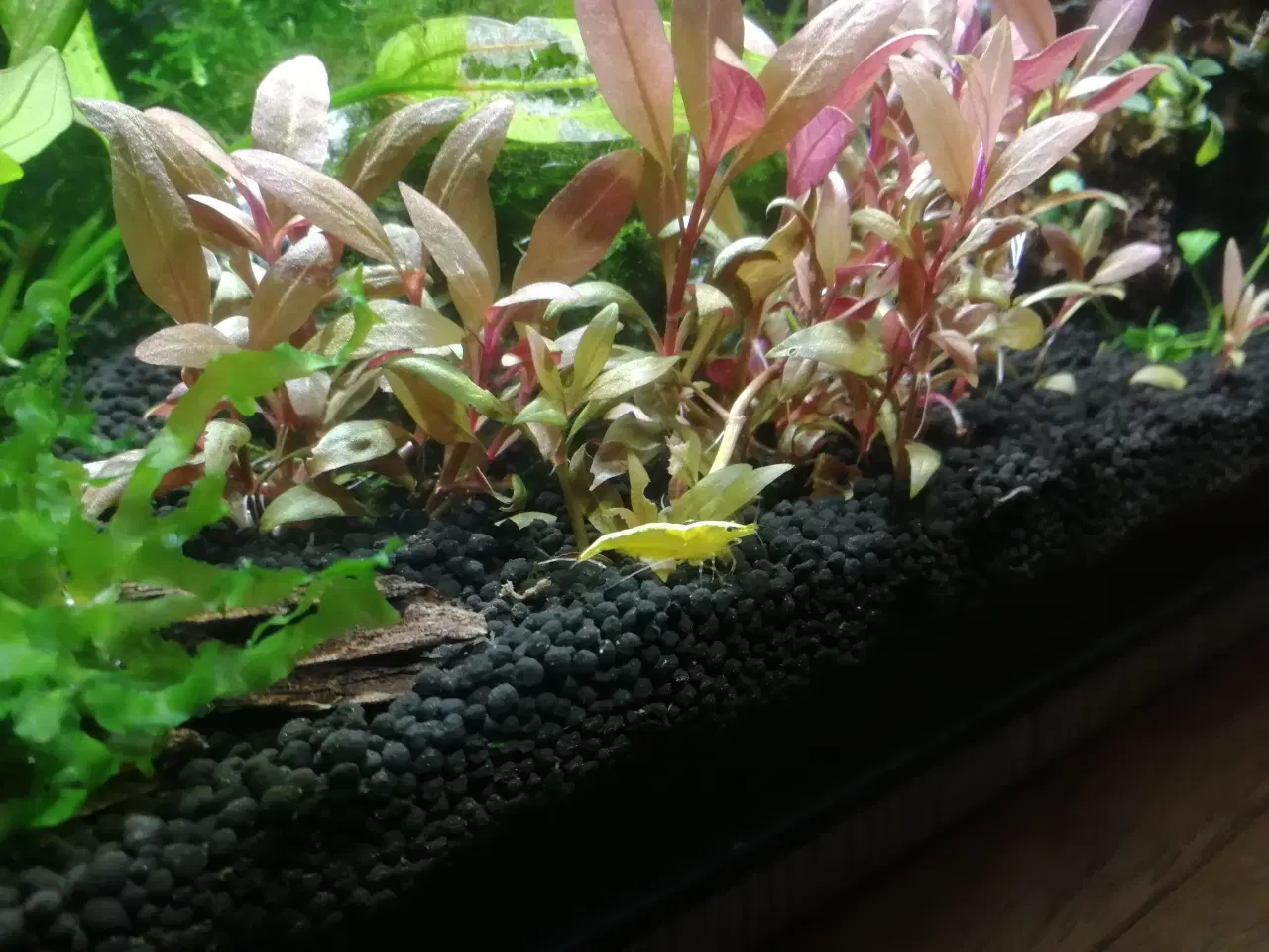 Billede 2 - Gule Rejer Yellow Fire Neo 