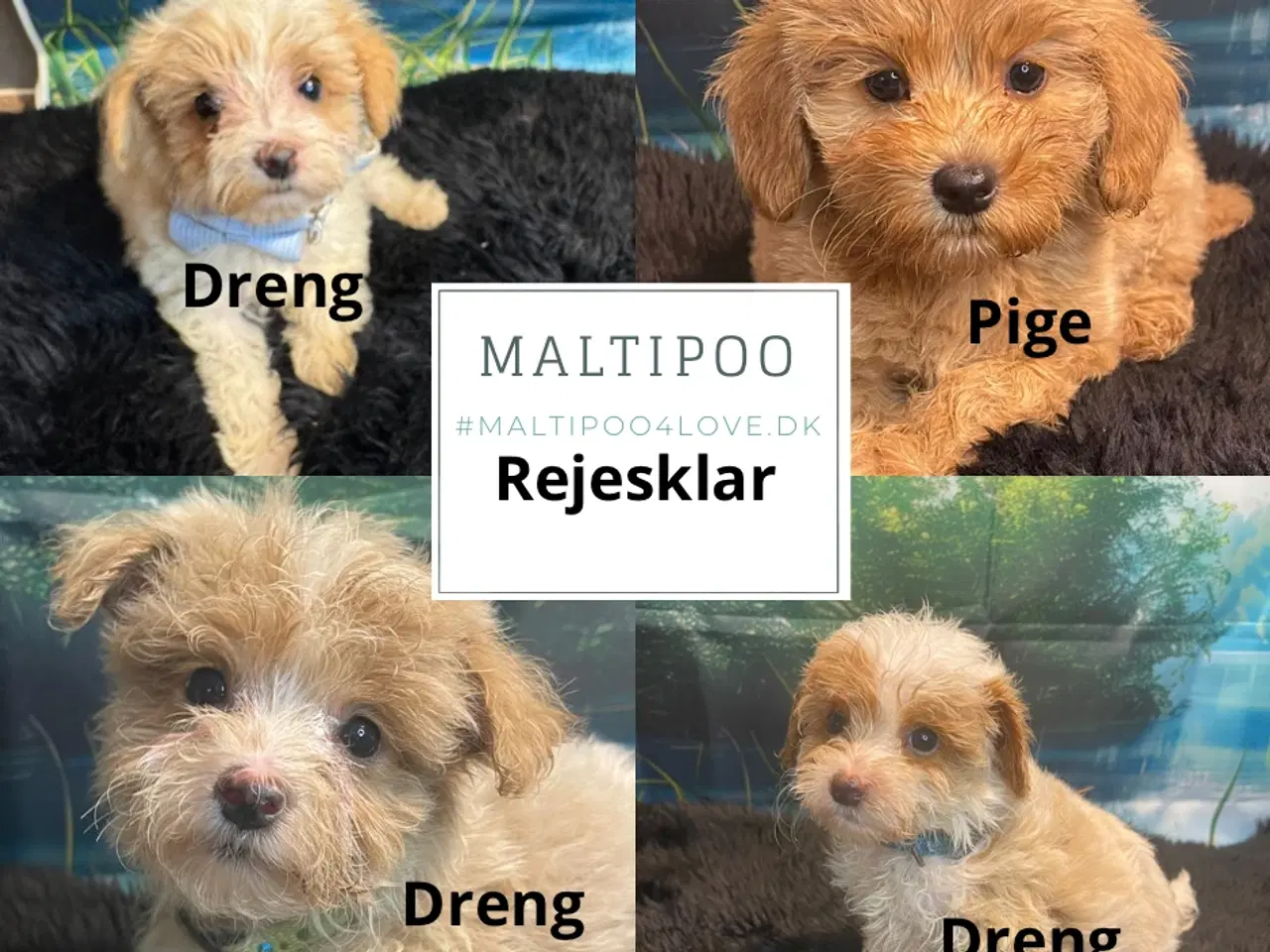 Billede 4 - Maltipoo  Rejseklar  ❤️🐾