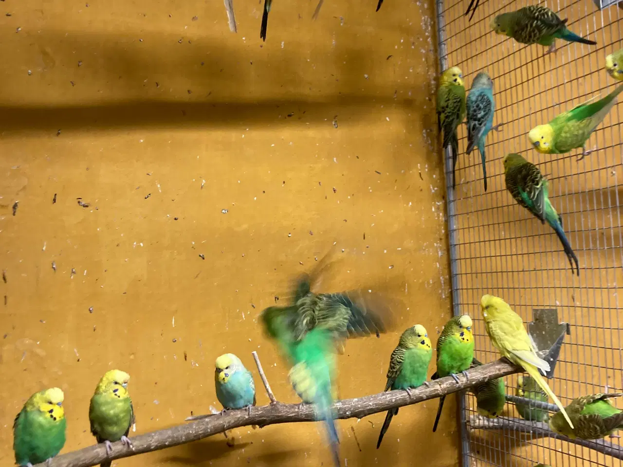 Billede 2 - Flotte fugle ring ☎️ 21632741