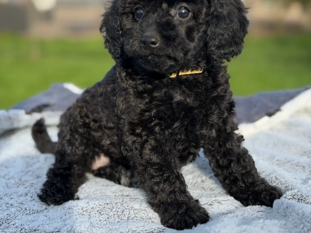 Billede 5 - Mellem Puddel