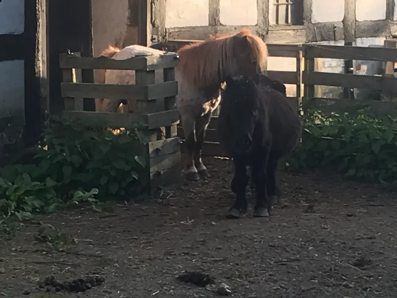 Billede 1 - Hoppe og hingst 