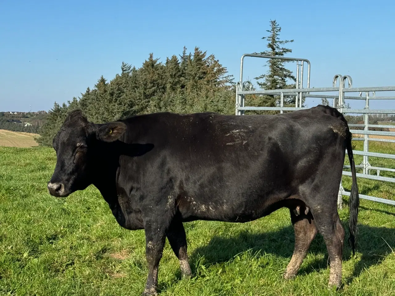 Billede 4 - Wagyu køer og tyr for salg