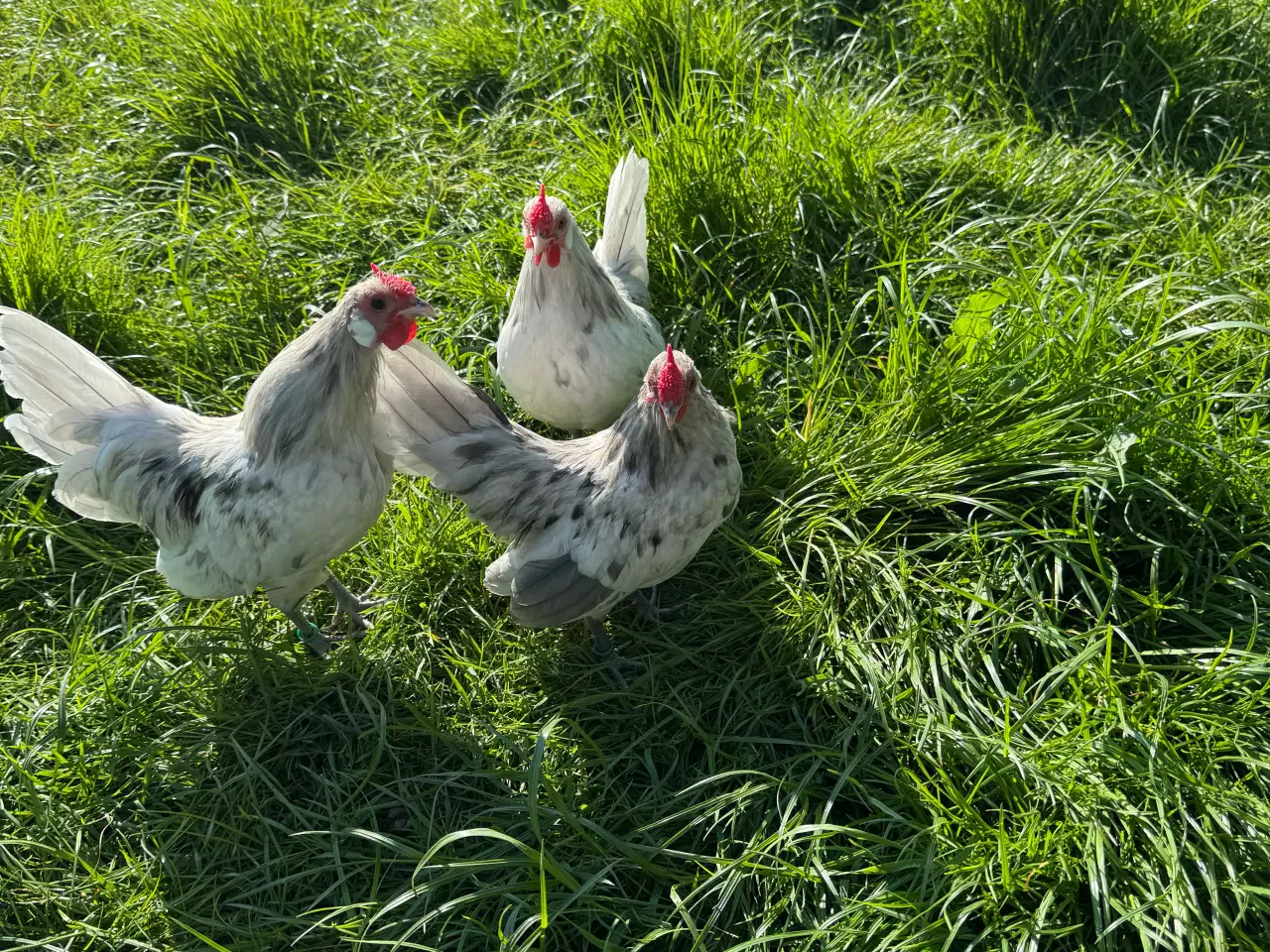 Billede 4 - Dværghøns Bantam