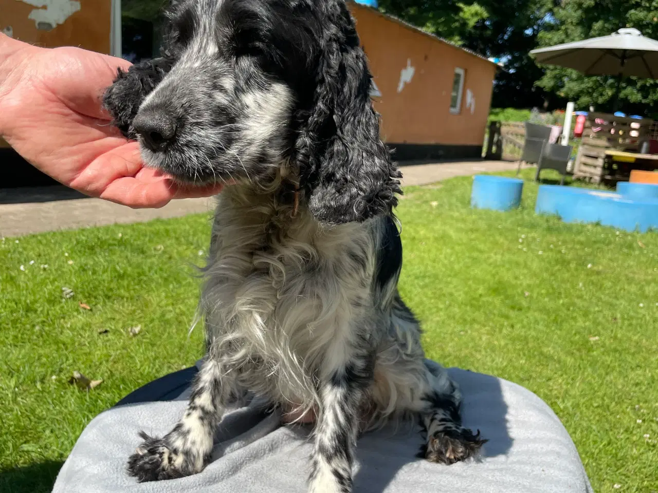 Billede 7 - Cockerspaniel 