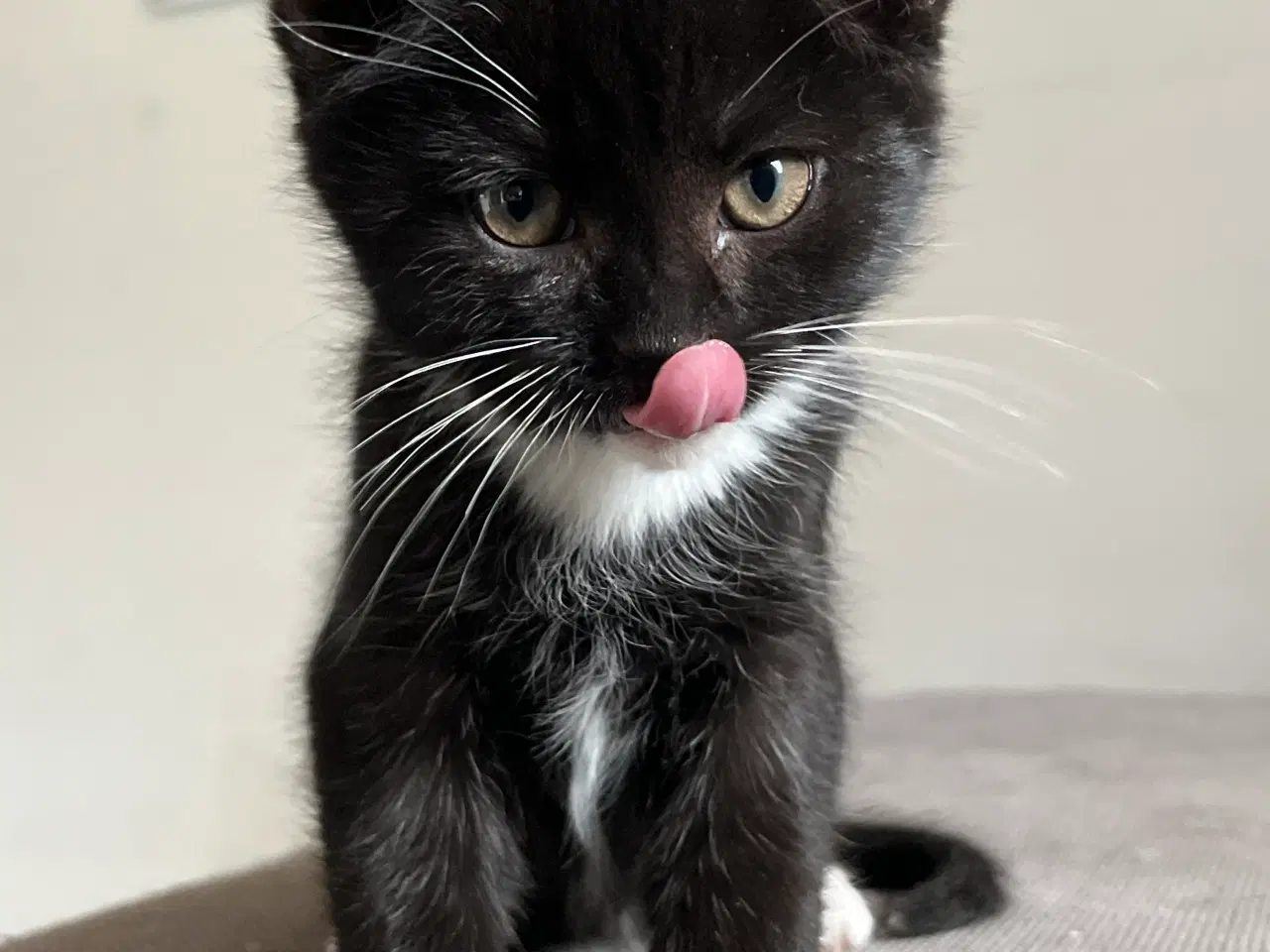 Billede 4 - Han-killing Maine Coon-blanding