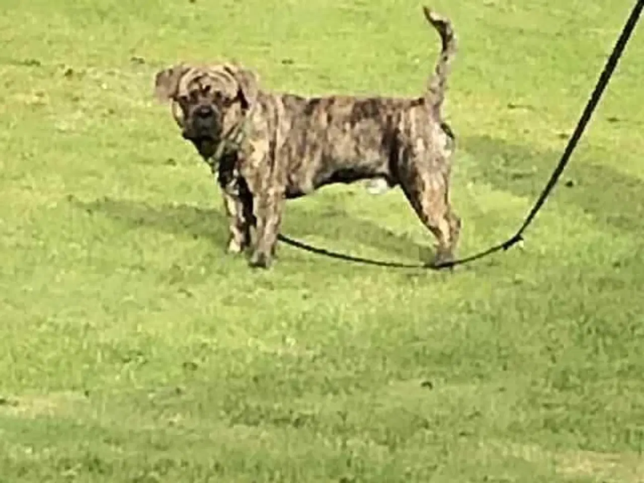 Billede 16 - Fransk bulldog og beagle blandinger født 30/10