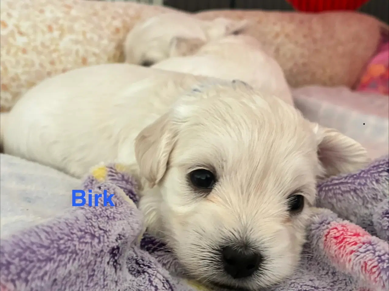 Billede 4 - Bichon maltesere 