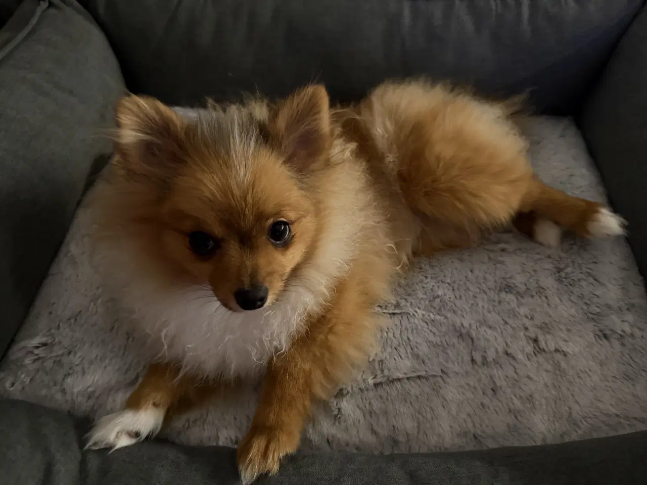 Billede 3 - Coloured pomeranian 