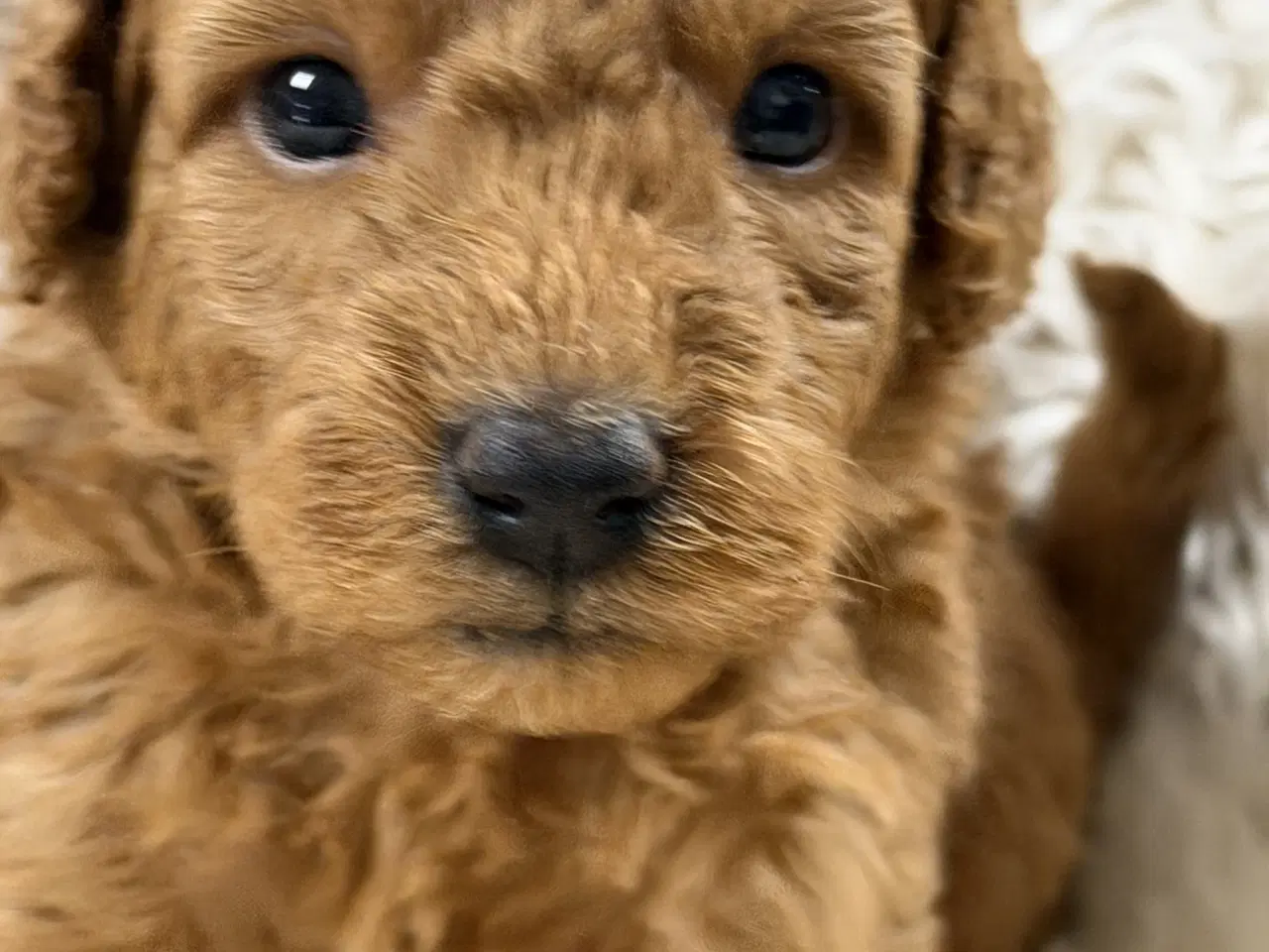 Billede 6 - Smukke mini Labradoodle ❤️🐾