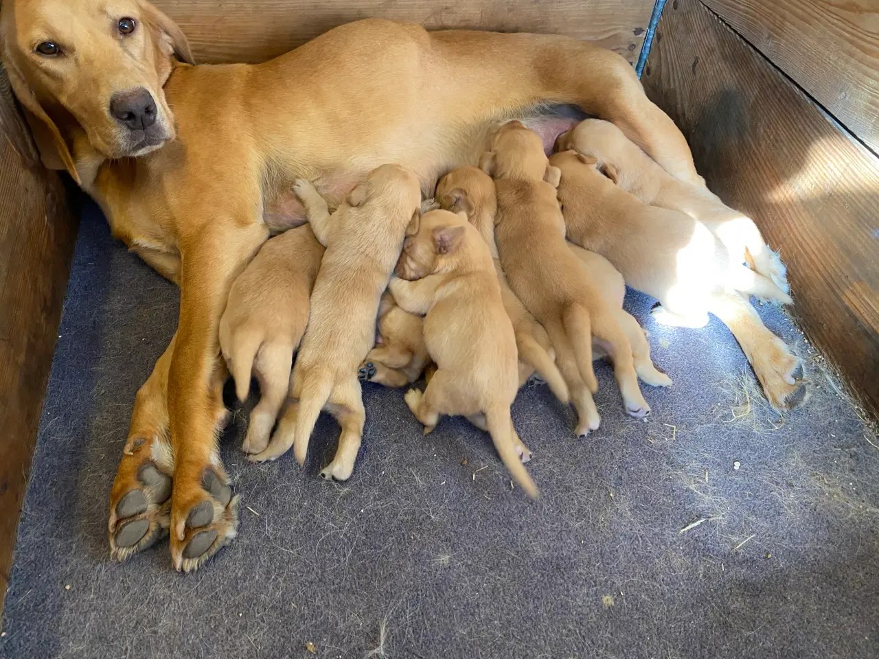 Billede 2 - Red Fox Labrador hvalpe