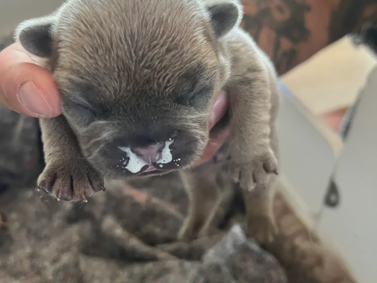 Billede 6 - Fransk bulldog hvalpe 