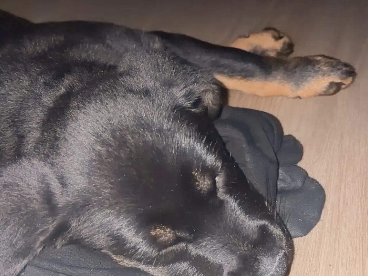 Billede 12 - Rottweiler / schæfer blanding