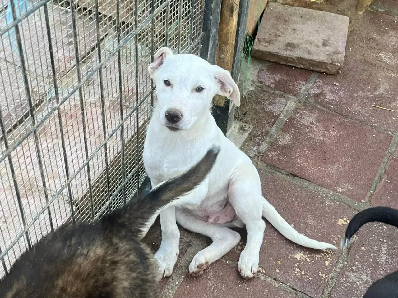 Billede 5 - Søde lille Creamy søger familie 