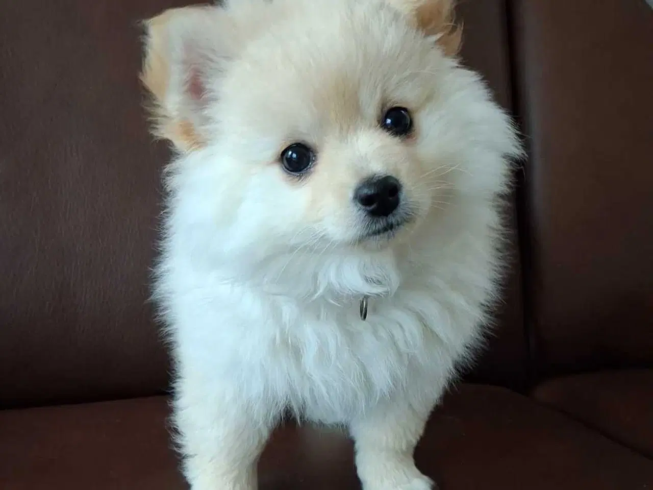 Billede 3 - Smuk Pomchi